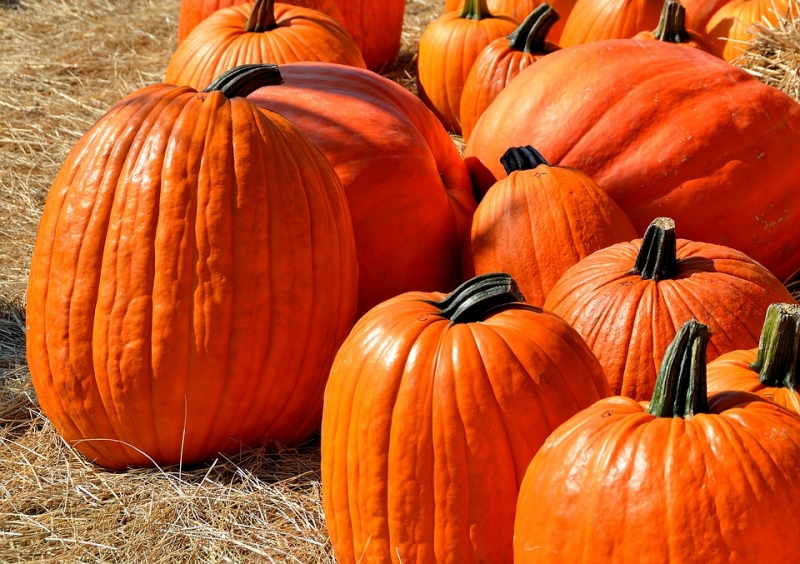 Halloween Celebration and Safety Tips