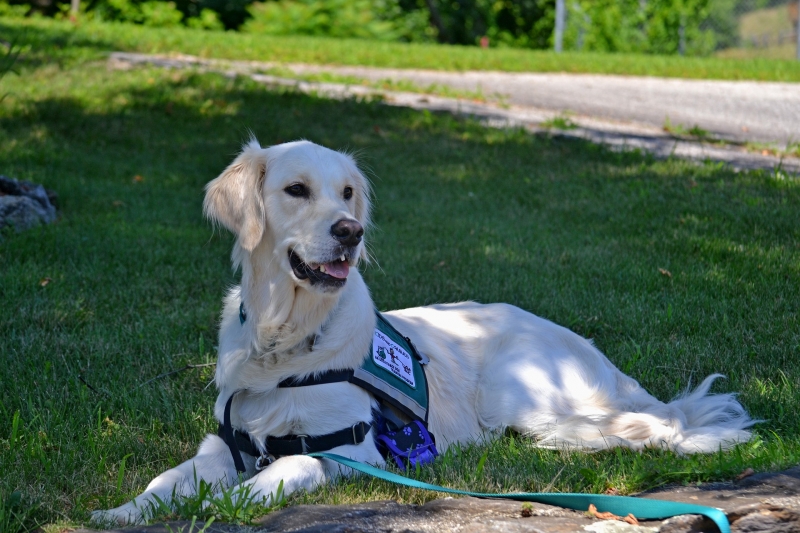 The Potential Benefits of a Seizure Service Dog